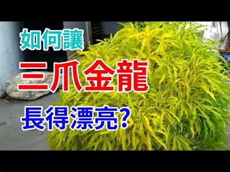 三爪金龍風水|【風水用品中金龍是什麼】龍魚風水學 